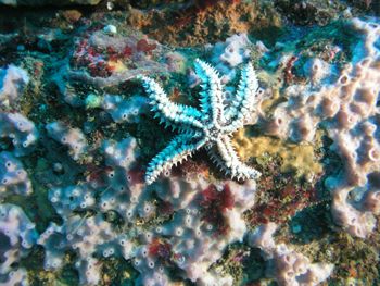 Seastar. O Grelle, A Coruña, Spain, Europe. Olympus C5050... by Ramón Núñez Orjales 